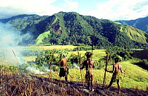 Hagermai hunting party, use fire to drive out animals which they then spear, Papua New Guinea 1992