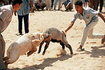 Fighting rams with trainers, Thailand