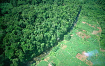 Aerial view of deforestation of tropical rainforest  for agriculture, Papua New Guinea