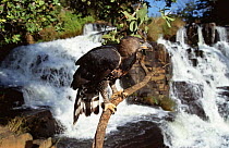 Crowned eagle {Stephanoaetus coronatus} beside Inyangombe falls, Nyanga, Zimbabwe, Southern Africa