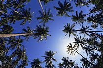 Low-angle shot up through the canopy of Coconut palms {Cocos nucifera}, Thailand
