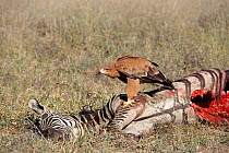 Tawny eagle {Aquila rapax} feeding on Zebra carcass,  Zimbabwe