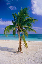 Coconut palm tree {Cocos nucifera} Bahamas, Caribbean
