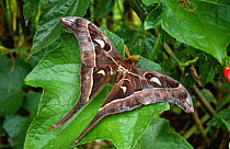 Atlas moth {Attacus atlas} Papua New Guinea
