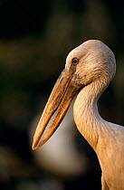 Asian openbill stork {Anastomus oscitans} head porfile portrait, Thailand