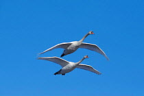 Mute swans flying {Cygnus olor} Slimbridge, Glos, UK