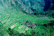 Ancient rice terraces (2000 years old) Banaue, Philippines