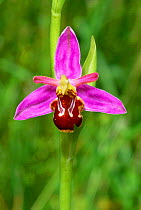 Bee orchid {Ophrys apifera} Wiltshire, England, UK