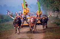 Water buffalo cart race, Bali, Indonesia. 1995