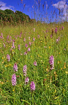 Common spotted orchids in hay meadow {Dactylorhiza fuchsii} Organic meadow, S. Glos, UK