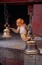 Rhesus macaque {Macaca mulatta} juvenile playing on bells in hindu temple, India
