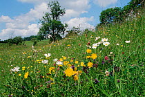 Organic farming - wild flowers in meadow: Ox-eye daisy, Self heal, Rough hawkbit. South Gloucestershire