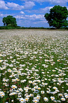 Oxeye daisy, or Marguerite {Leucanthemum vulgare} growing in organic hay meadow, Wiltshire, UK
