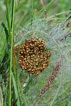 Nursery web spiderlings in silk tent {Pisaura mirabilis} May, Wiltshire, England, UK