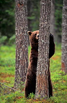 Brown bear sharpening claws on tree {Ursus arctos} Lapland, Finland.