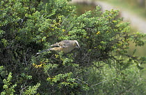 Patagonian mockingbird {Mimus patagonicus} in tree, Punta Norte Chubut, Patagonia, South America