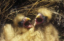 Chimango caracara {Milvago chimango} two chicks in nest, Macachin, Argentina