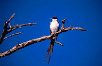 Fork tailed flycatcher {Tyranus savana} Lihue calel NP, Provincia de La Pampa, Argentina