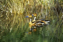 Two Fulvous whistling ducks {Dendrocygna bicolor} on water, Chubut province, Peninsula Valdez, Argentina.