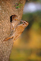 Scimitar billed woodcreeper with insect prey at nest in tree {Drymornis bridgesii} Argentina, Cerro Colorado, South America