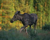 Yearling Moose / European elk {Alces alces} in forest, Sweden