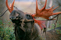 Moose bull eating antler velvet {Alces alces} Sarek NP, Sweden.