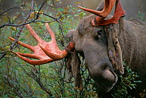 Moose bull rubbing antlers on tree to shed velvet {Alces alces} Sarek NP, Sweden. WWE INDOOR EXHIBITION