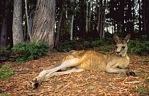 Male Eastern grey kangaroo (Macropus giganteus) resting on ground, Tasmania, Australia