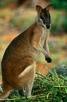 Agile wallaby (Notamacropus agilis), portrait. Occurs in Australia and New Guinea. Captive.