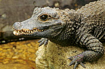 West African dwarf crocodile C{Osteolaemus tetraspis} captive