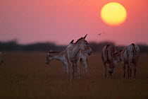 Khur {Equus hemionus khur} grazing at sunset, Rann of Kutch, Gujarat, India. Endemic threatened species.