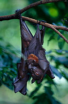 Flying fox with baby {Pteropus genus} hanging upside down from branch. Occurs in Malaysia