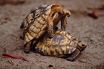 Leopard tortoise {Geochelone pardalis} pair mating, Kenya, East Africa