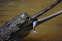 Indian gharial {Gavialis gangeticus} feeding on fish, India Endangered species