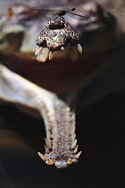 Face on shot of Indian gharial {Gavialis gangeticus} with mouth wide open and dragonfly sitting on snout, India. Endangered species