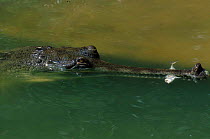 Indian gharial {Gavialis gangeticus} feeding on fish  India. Endangered species