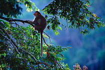 Bonnet macaque {Macaca radiata} sitting in tree canopy, Periyar NP, Kerala, India
