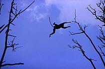 Douc langur {Pygathrix nemaeus} jumping between tree tops, Vietnam