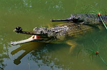 Indian gharials in water {Gavialis gangeticus} India Endangered species. Male left with appendage on end of snout, female on right.