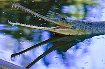 Indian gharial {Gavialis gangeticus} in water with mouth wide open, India, Endangered species