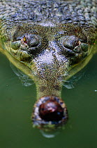 Head on view of male Indian gharial {Gavialis gangeticus} India, Endangered species
