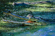 Indian gharial {Gavialis gangeticus} with mouth open at surface  India, Endangered species