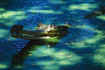 Indian gharial {Gavialis gangeticus} half submerged in pond weed, India, endangered species. The appendage or ghara on snout is to amplify male's mating call.
