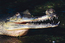 Male Indian gharial {Gavialis gangeticus} with head above water and mouth open, India. Endangered species. The appendage or ghara on snout is to amplify mating call.