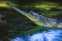 Indian gharial {Gavialis gangeticus} with head and mouth raised above water surface, India. Endangered species.