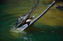Indian gharial {Gavialis gangeticus} catching and feeding on fish, India. Endangered species.