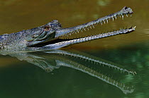Indian gharial {Gavialis gangeticus} head and mouth profile, reflected in water, India. Endangered species.