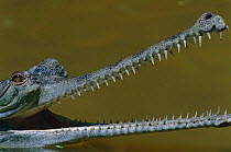Indian gharial {Gavialis gangeticus} head and mouth profile, India, Endangered species