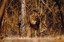 Male Asiatic lion {Panthera leo persica} Gir Forest, Gujarat, India, Endangered species