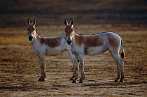 Profile portrait of two Khur (Indian wild ass) {Equus hemionus khur} Rann of Kutch, Rajasthan, India, Endangered species